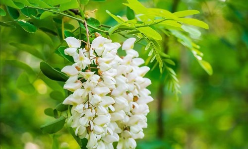 感胃软胶囊一次吃几粒-感胃灵胶囊说明书网 - 感胃软胶囊一次吃几粒,感胃颗粒有哪几种